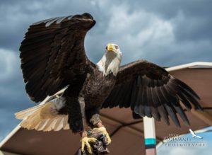 “Raptor on the Rails” @ Verde Canyon Railroad