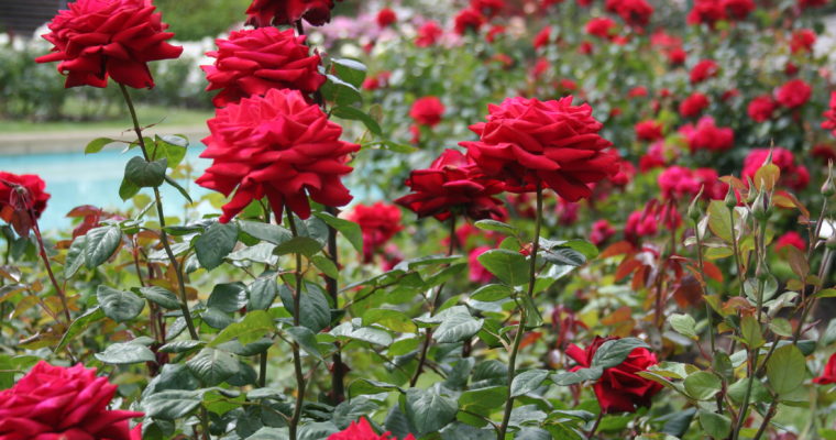 Gardening Talks: Roses 101