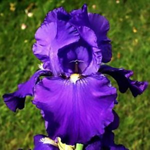 iris